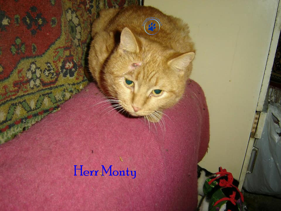 Soja/Katzen/Herr Monty/Herr Monty07mN.jpg